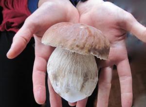Cogumelos Porcini: limpeza primária na floresta, processamento adequado antes de cozinhar